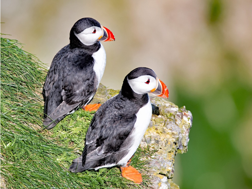 puffins