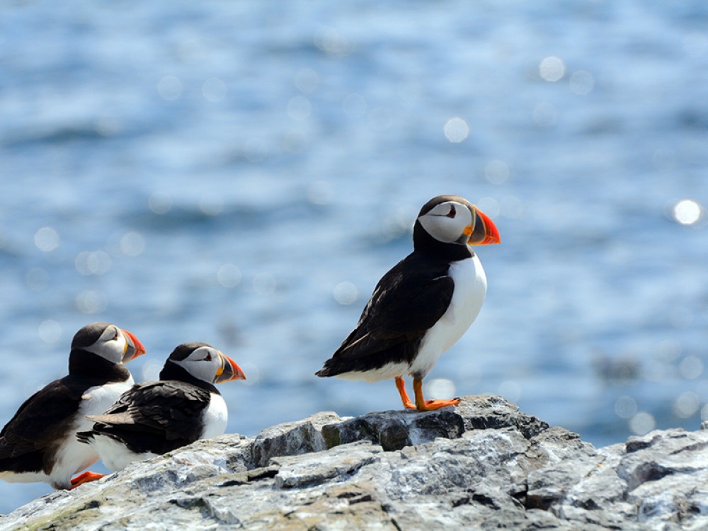 3 puffins sat on a rock