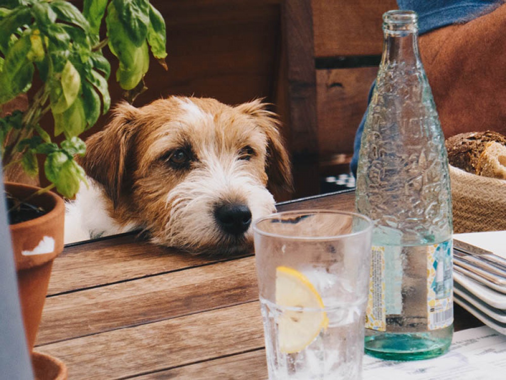 dog and coffee