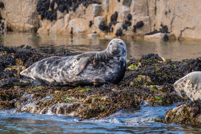 Learning More About Our Native Grey Seals