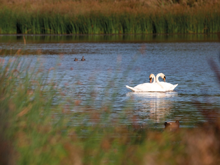 swans on a lake