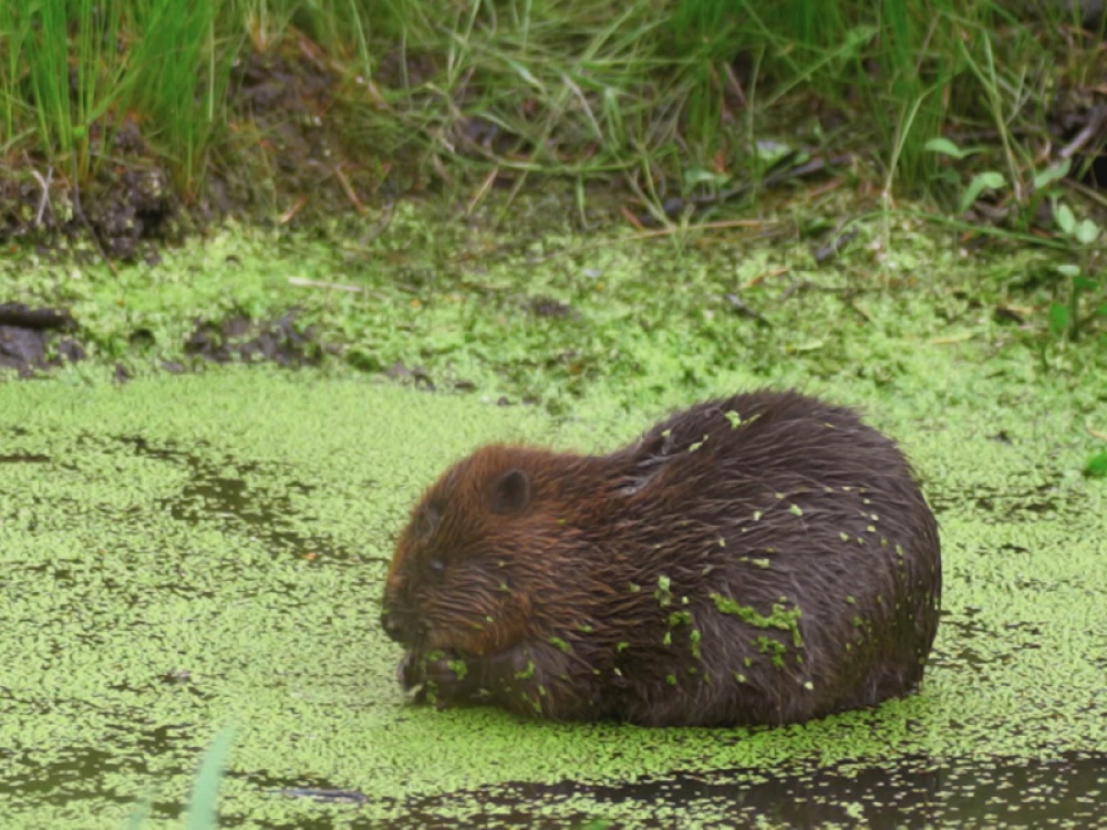 beavers