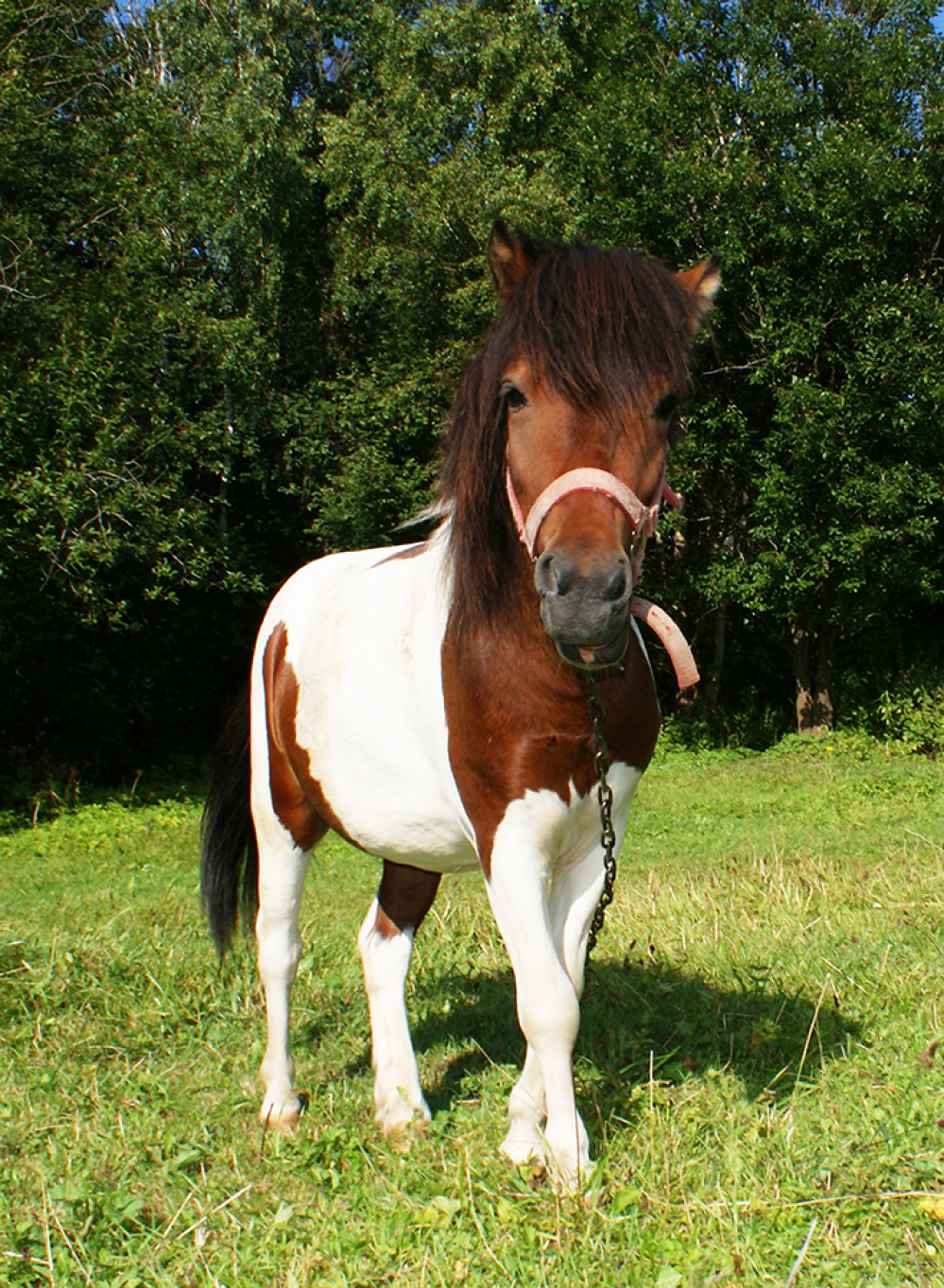 ​grovehousestables.co.uk