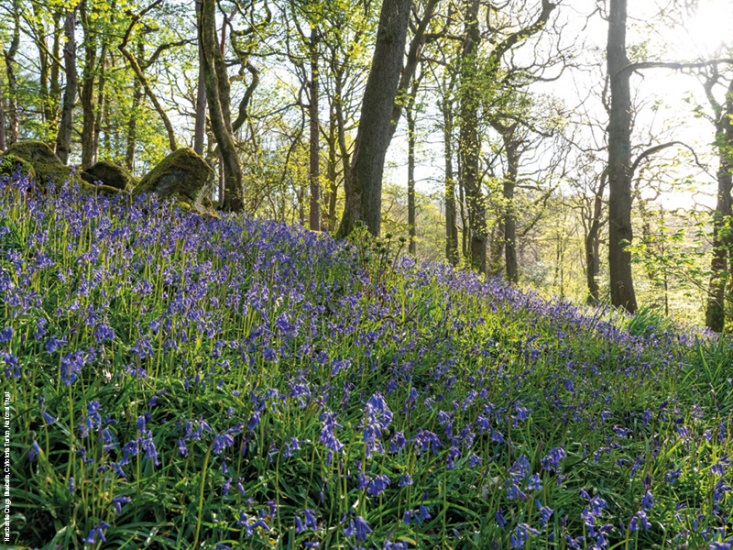 Yorkshire's Pioneering Tree Planting Initiative, The Northern Forrest