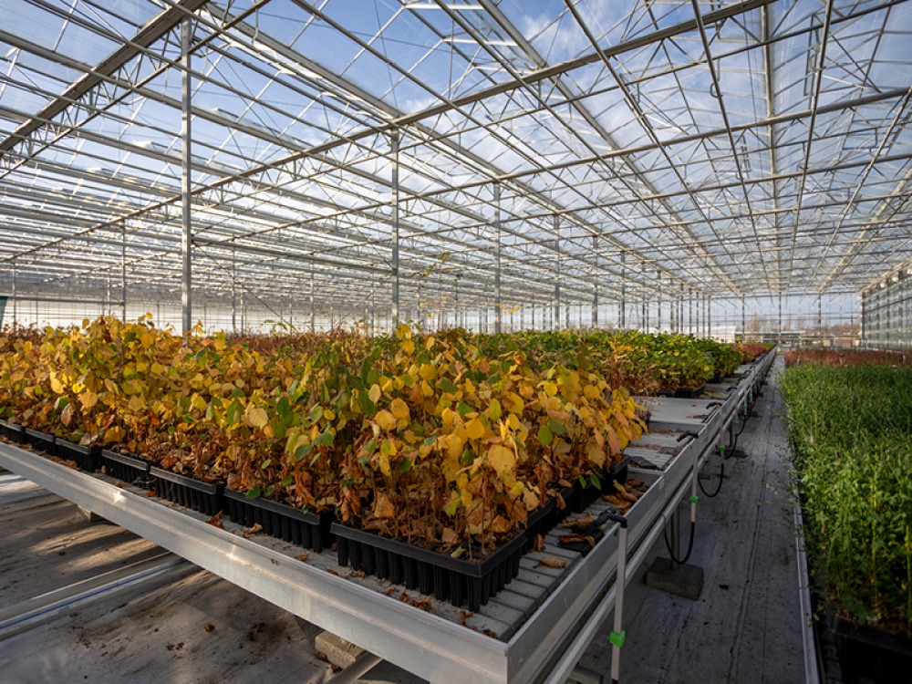 Young trees growing at the Arium in Leeds for the White Rose Forest, c.WhiteRoseForest