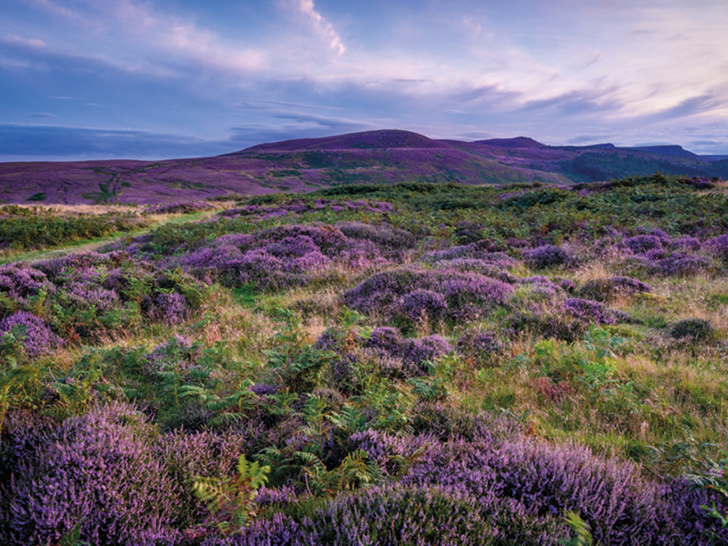 purple heather