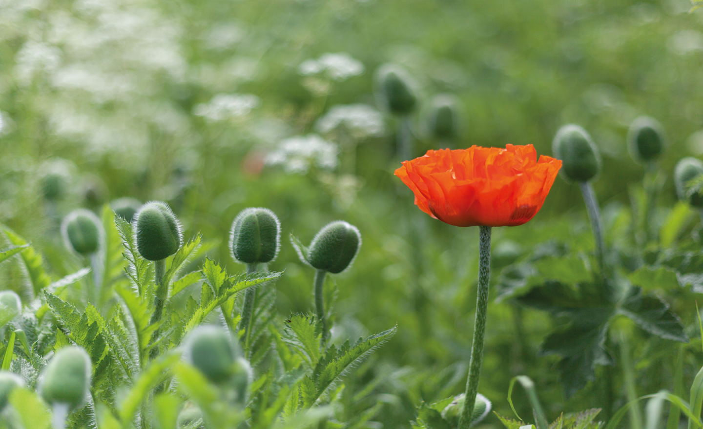 Poppies by bamburgh beach