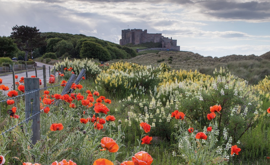 Poppies at Bamburgh