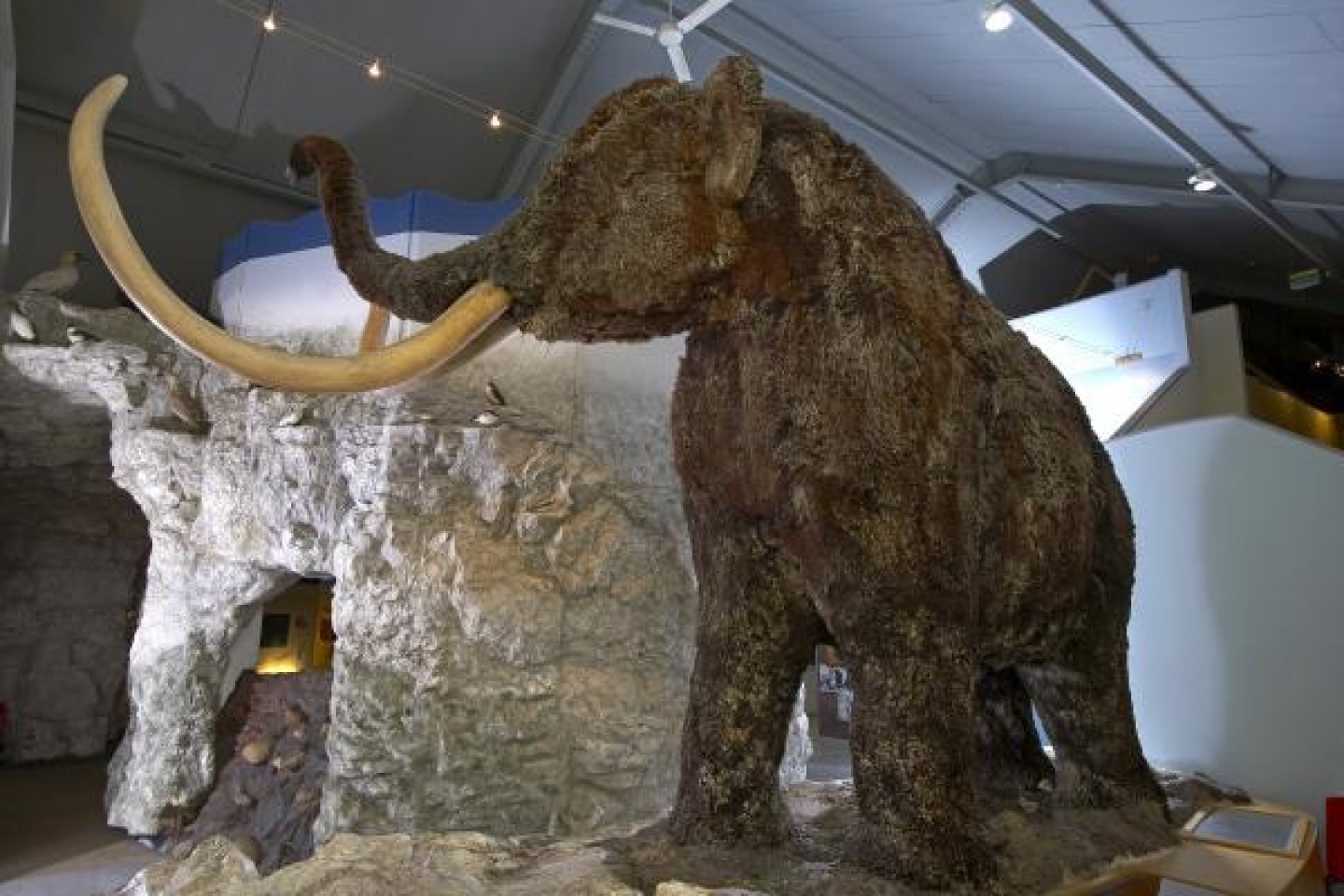 Hull and East Riding Museum