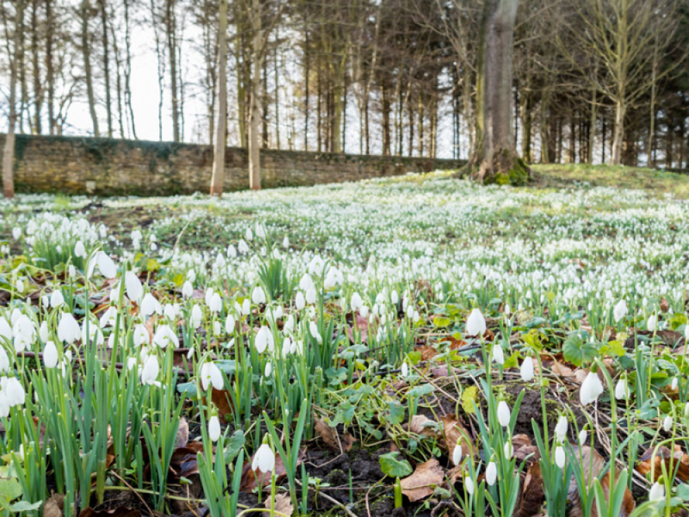 Howick Hall Gardens & Arboretum