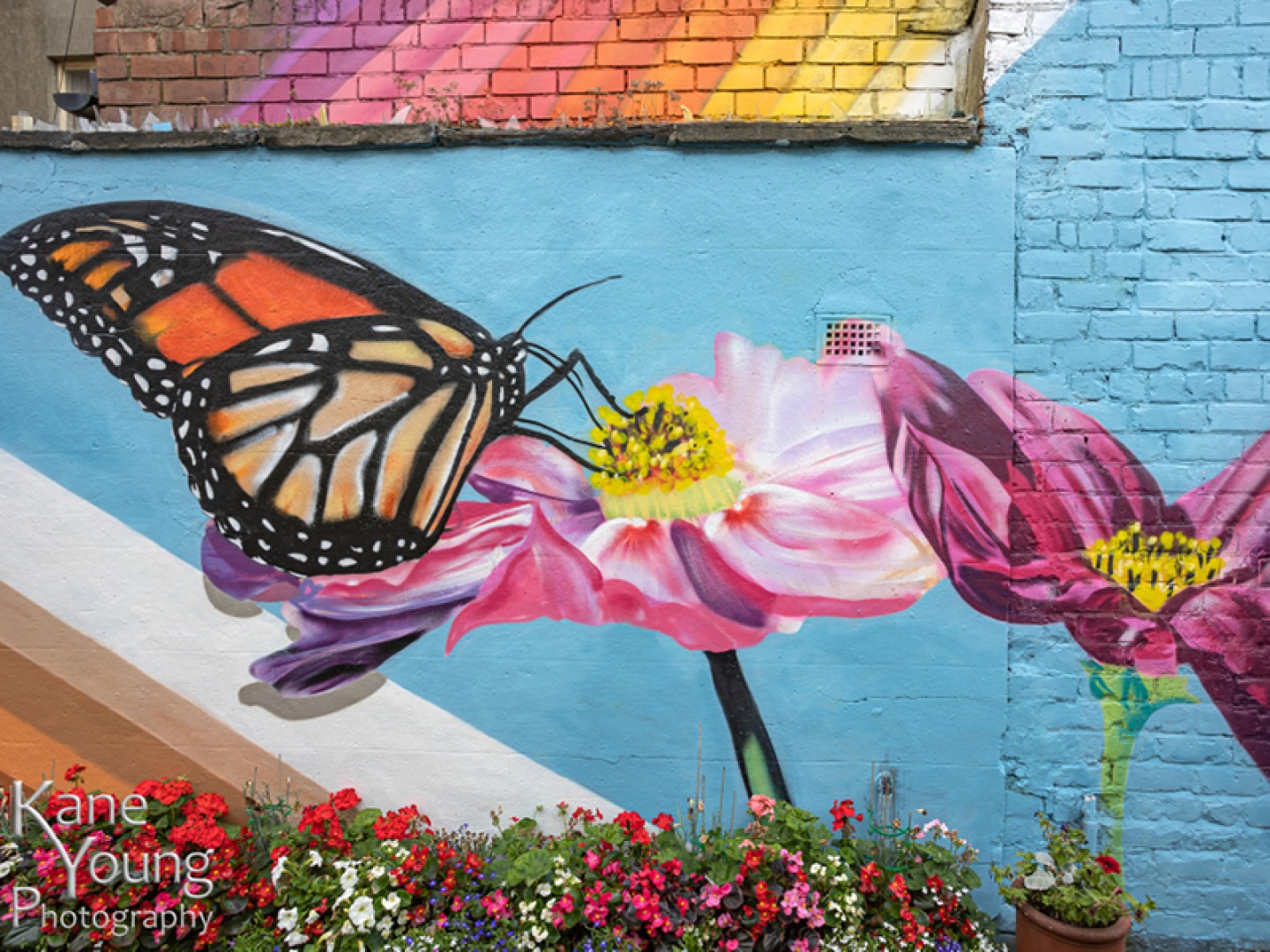 street art butterfly
