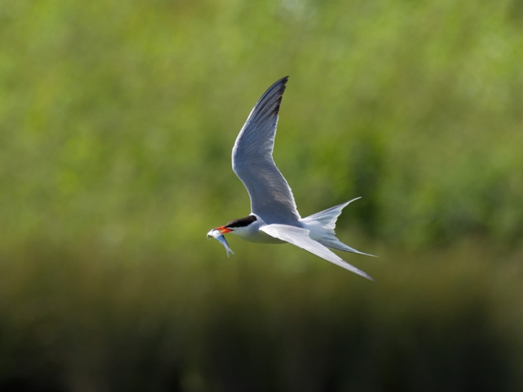 Connect with Nature at Washington Wetland Centre