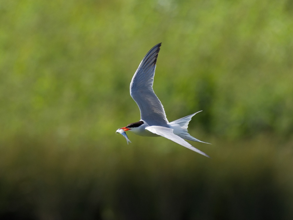 Connect with Nature at Washington Wetland Centre