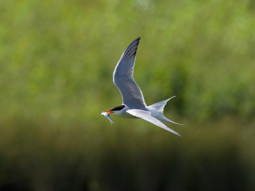 Connect with Nature at Washington Wetland Centre