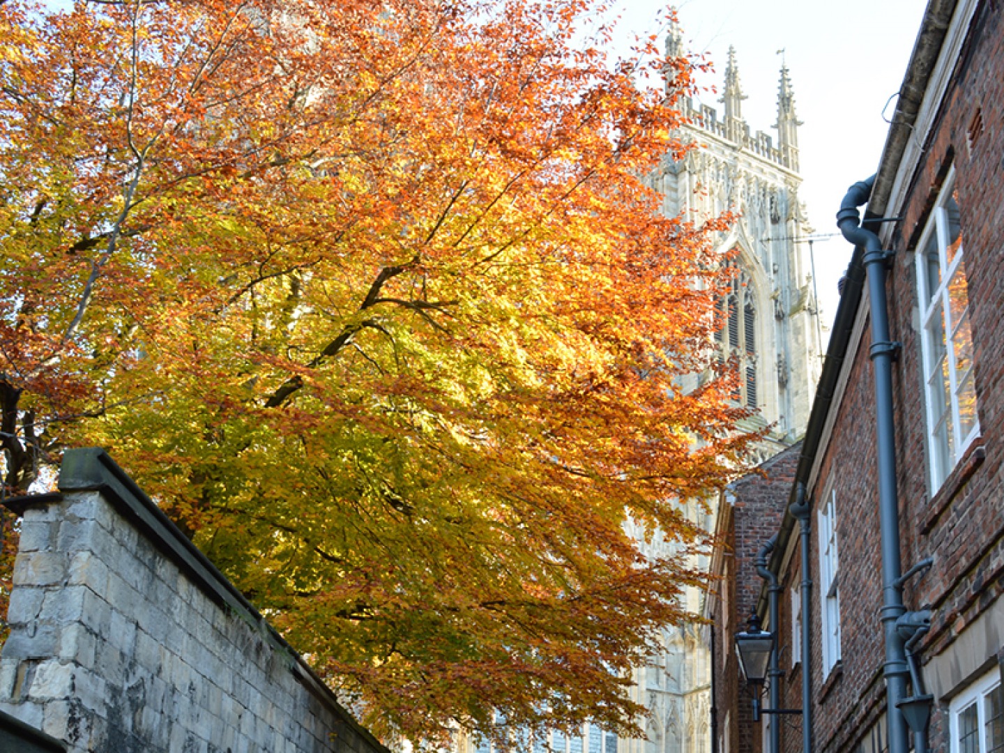 tree with orange leaves and minster