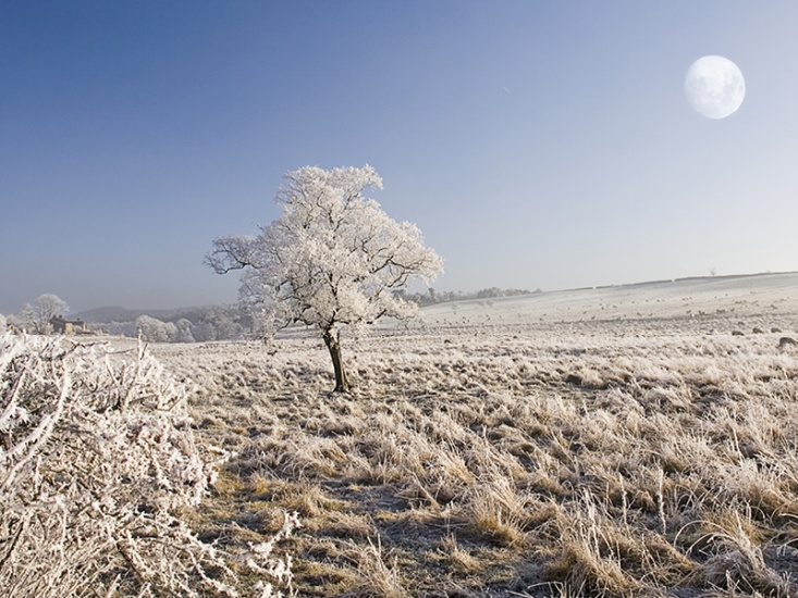 'Pruinescence', the quality of being covered in frost.