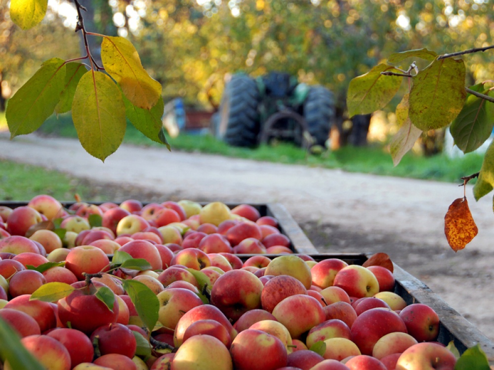 Picked Apples in boxes