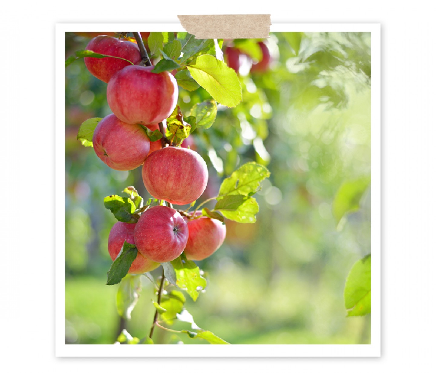 apples hanging on a tree