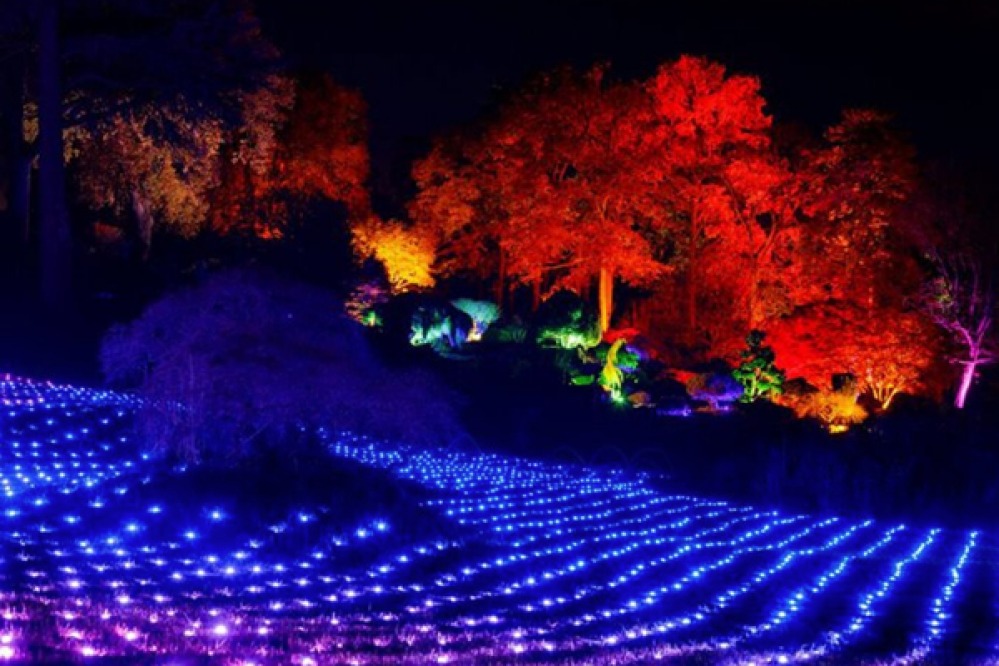 Light show in trees