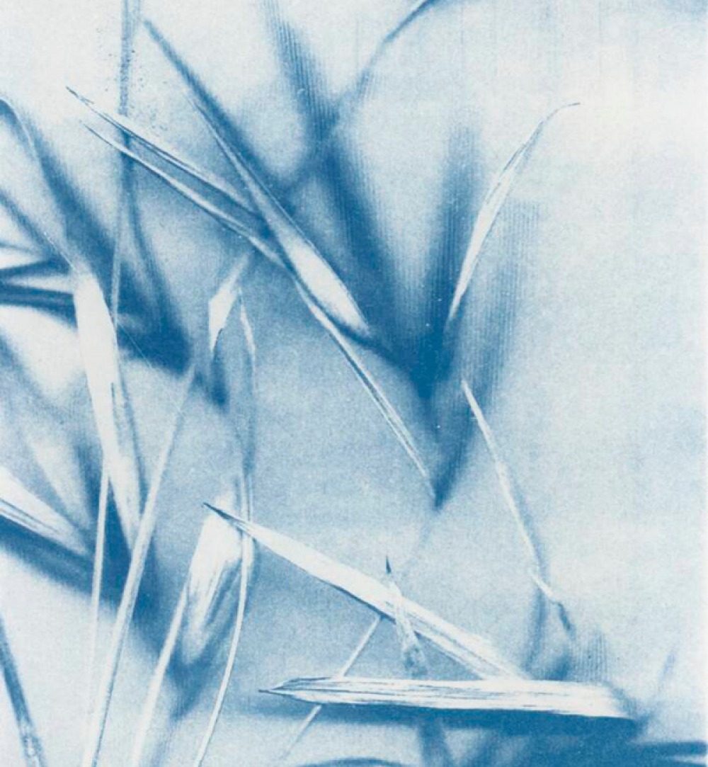 Daisie Jacobs Artwork