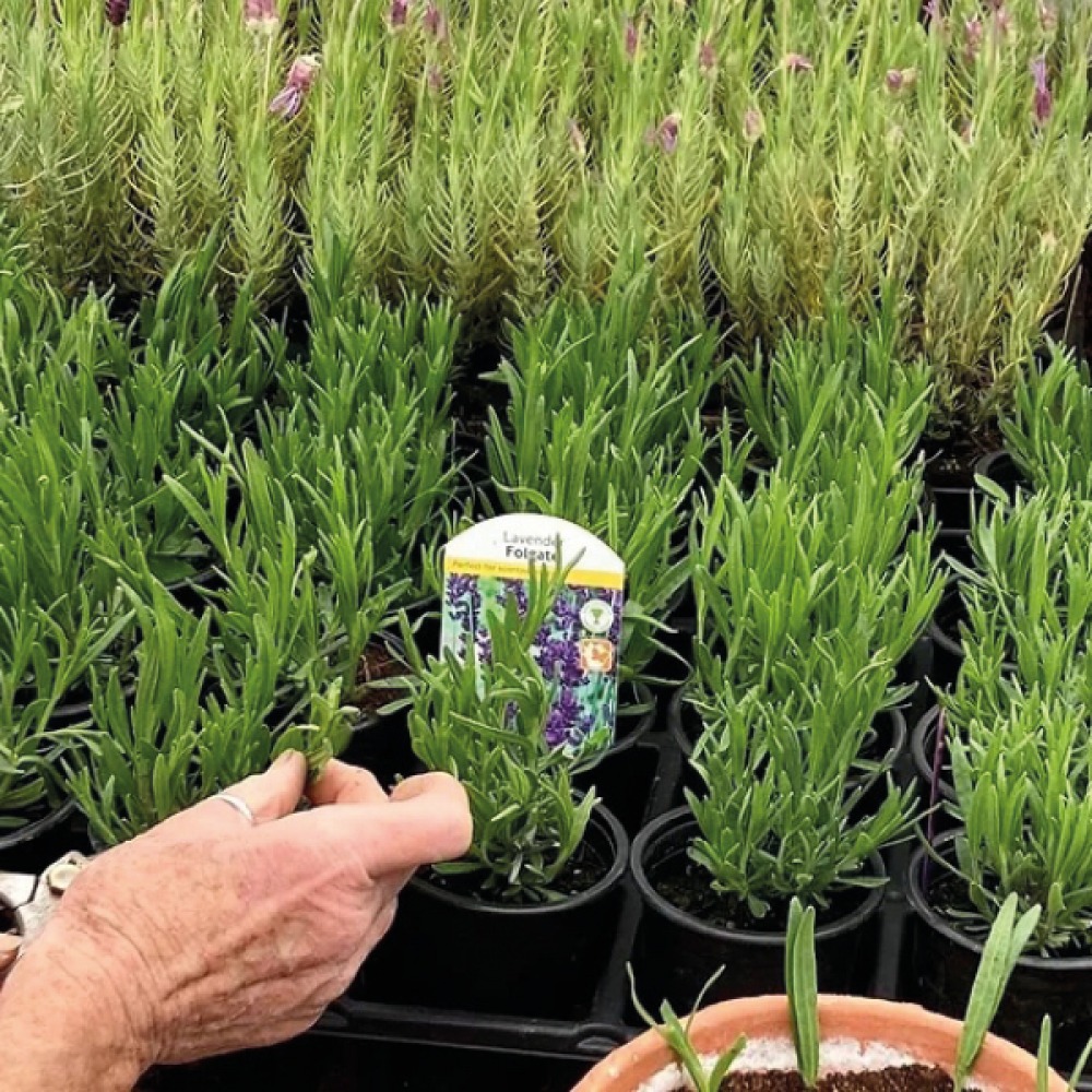 LAVENDER PROPAGATING WORKSHOP