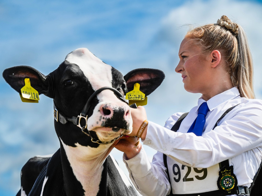 Dairy Young Handlers, Intermediate Handler Winner Torie Wilson with her Holstein Miami in 2025