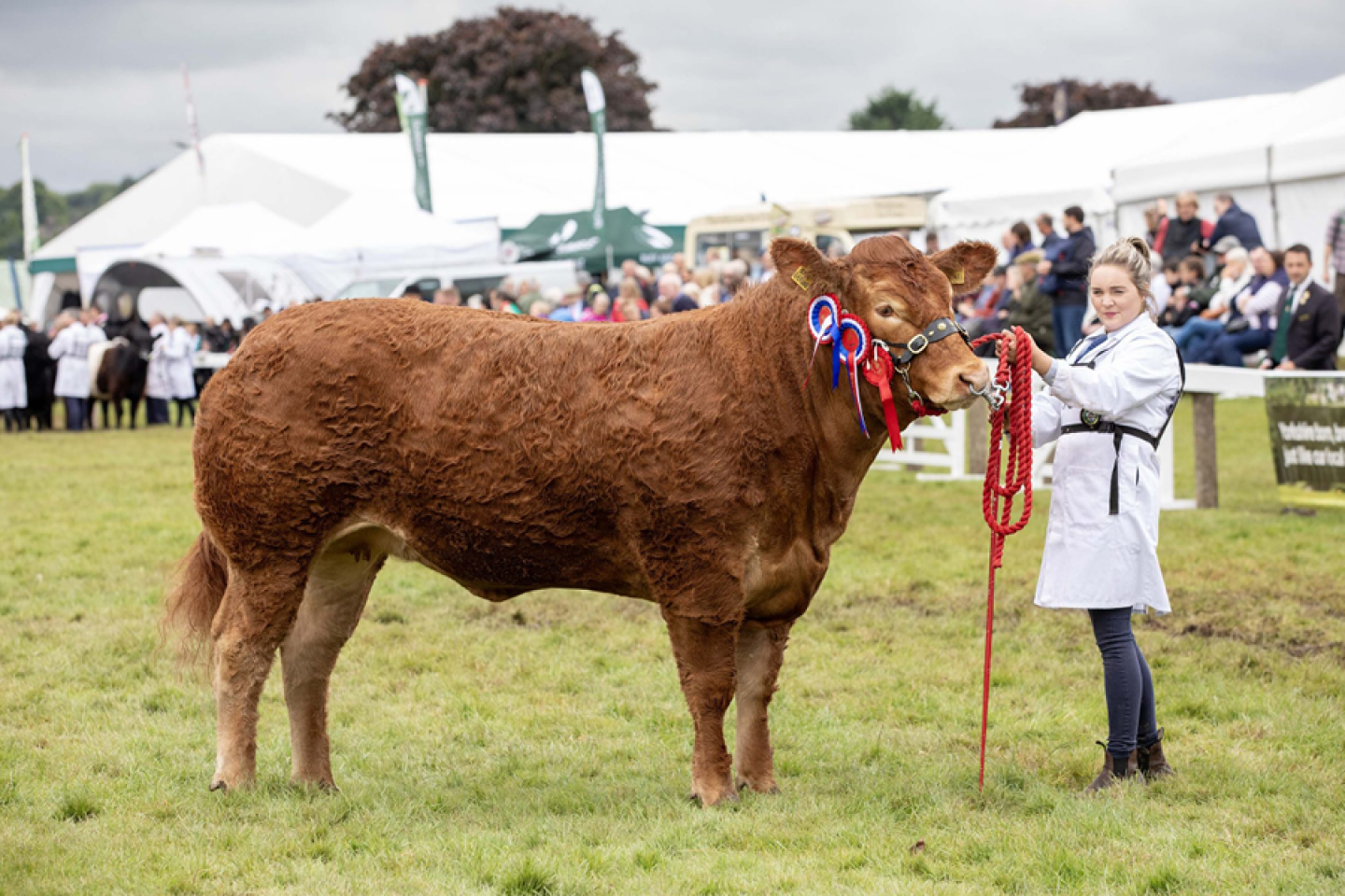 Supreme Beef Champion Presentation, Maraiscote Tangerine and Sophie Harvey in 2024