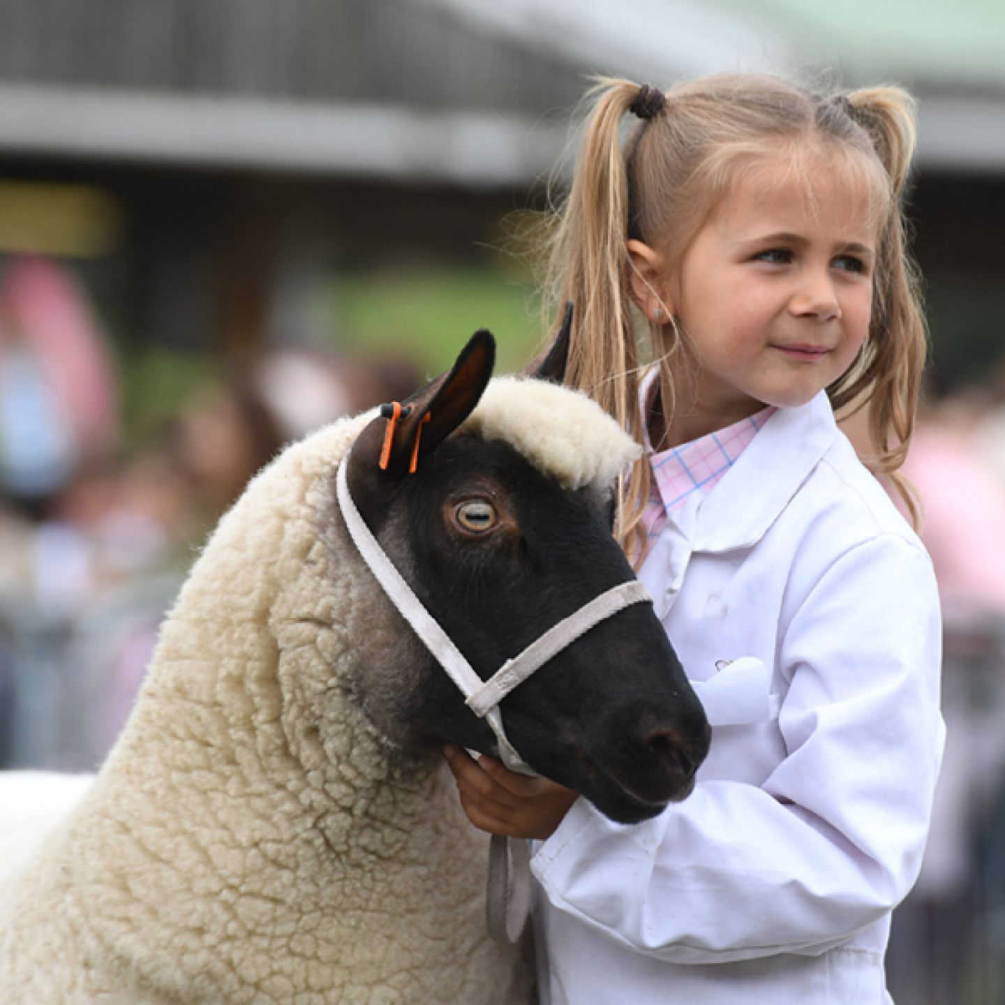 Sheep Young Handlers in 2024