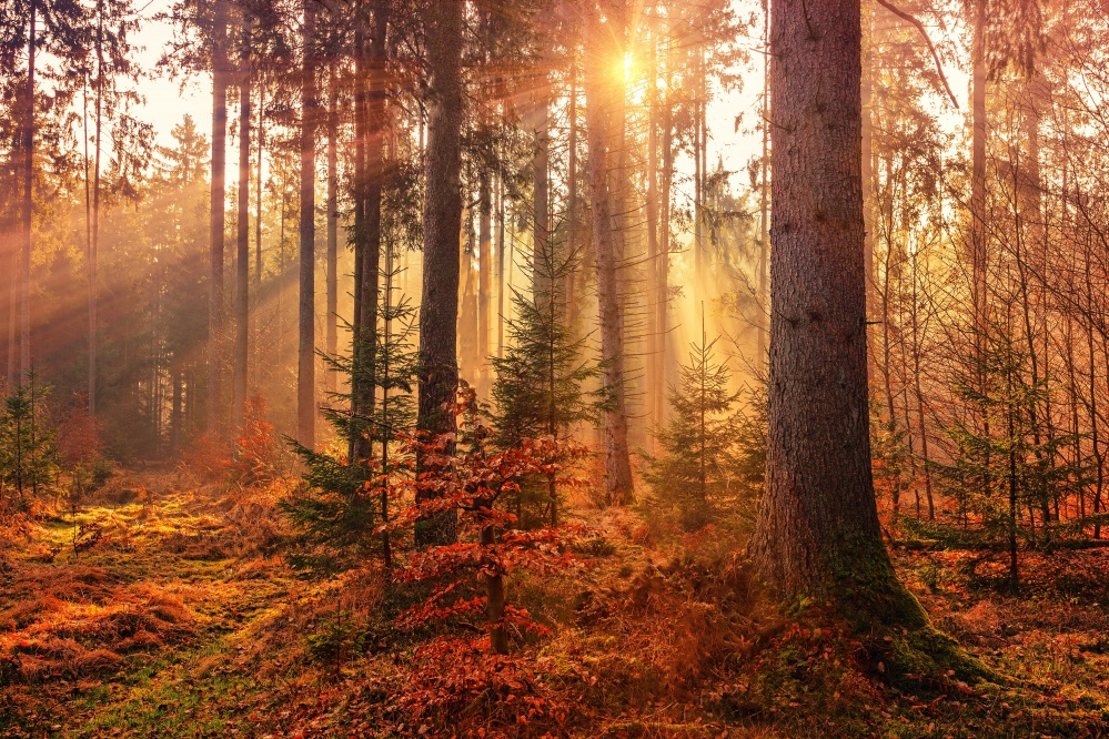 Everything You’ll Want to Do this November, Unsplash