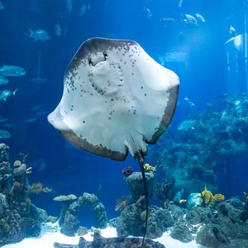 The Deep