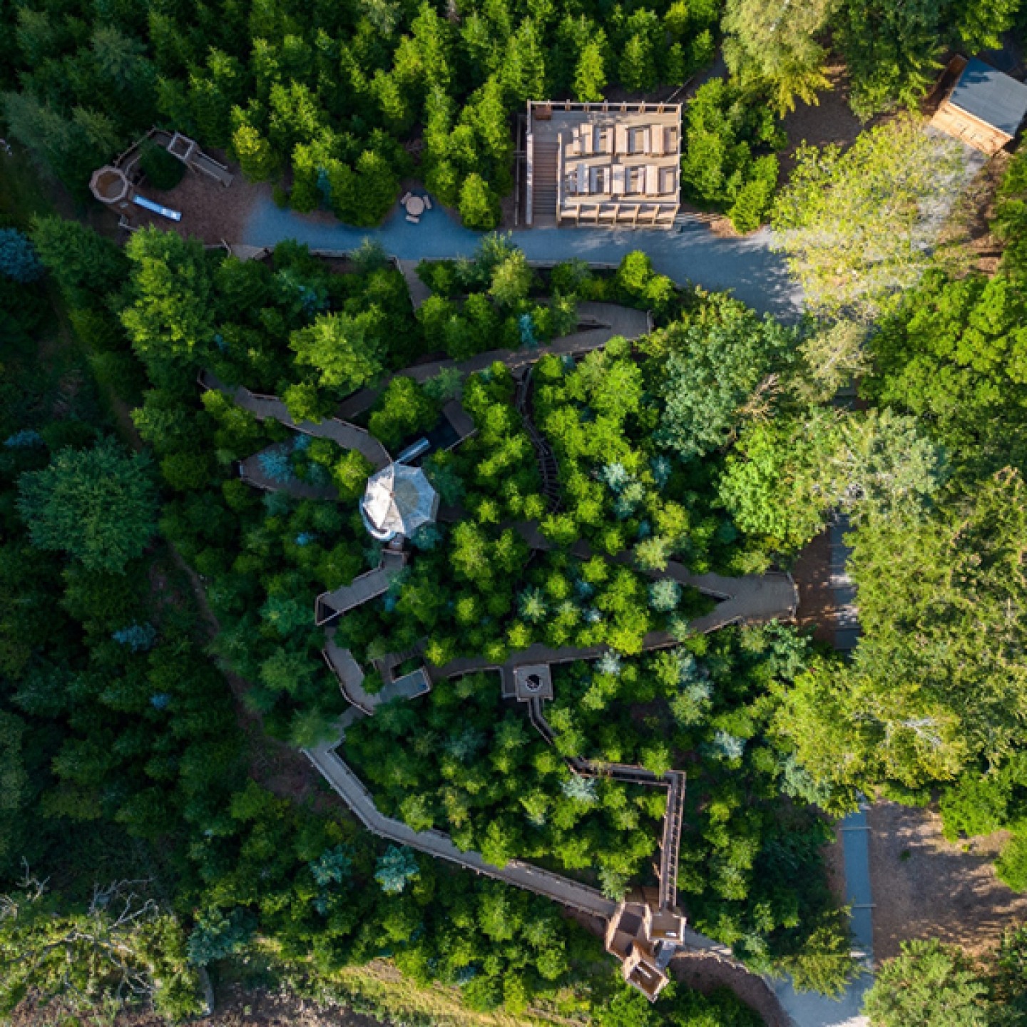 aerial shot of a forest maze