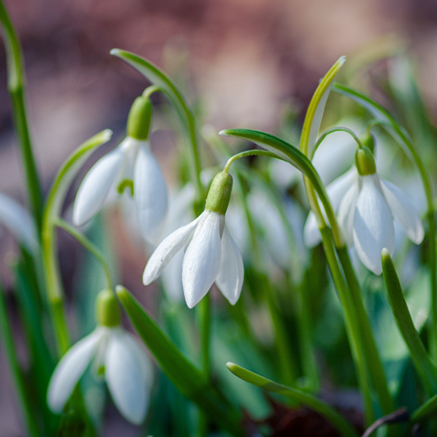 snowdrops