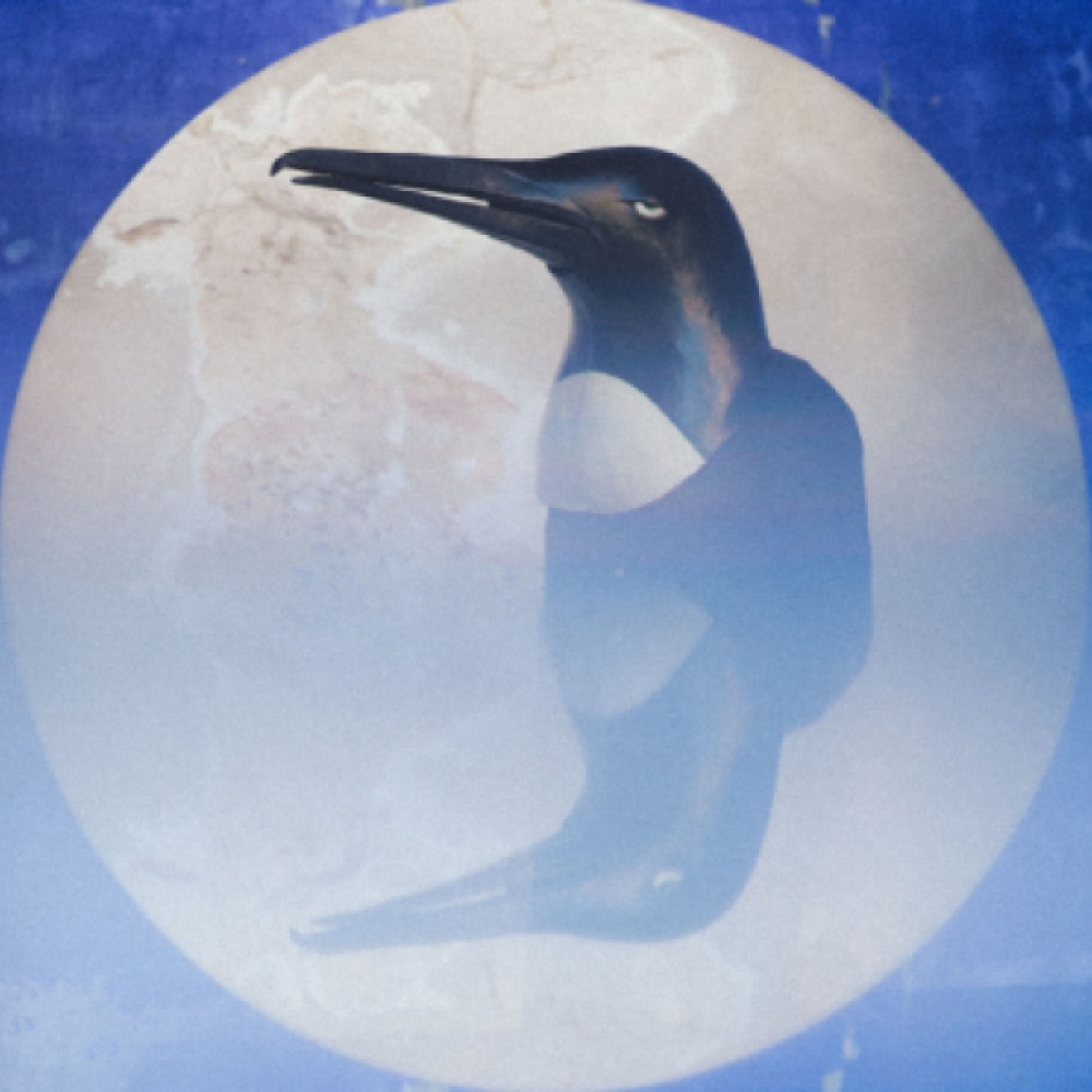 Penguin illustration in a moon like circle and blue square