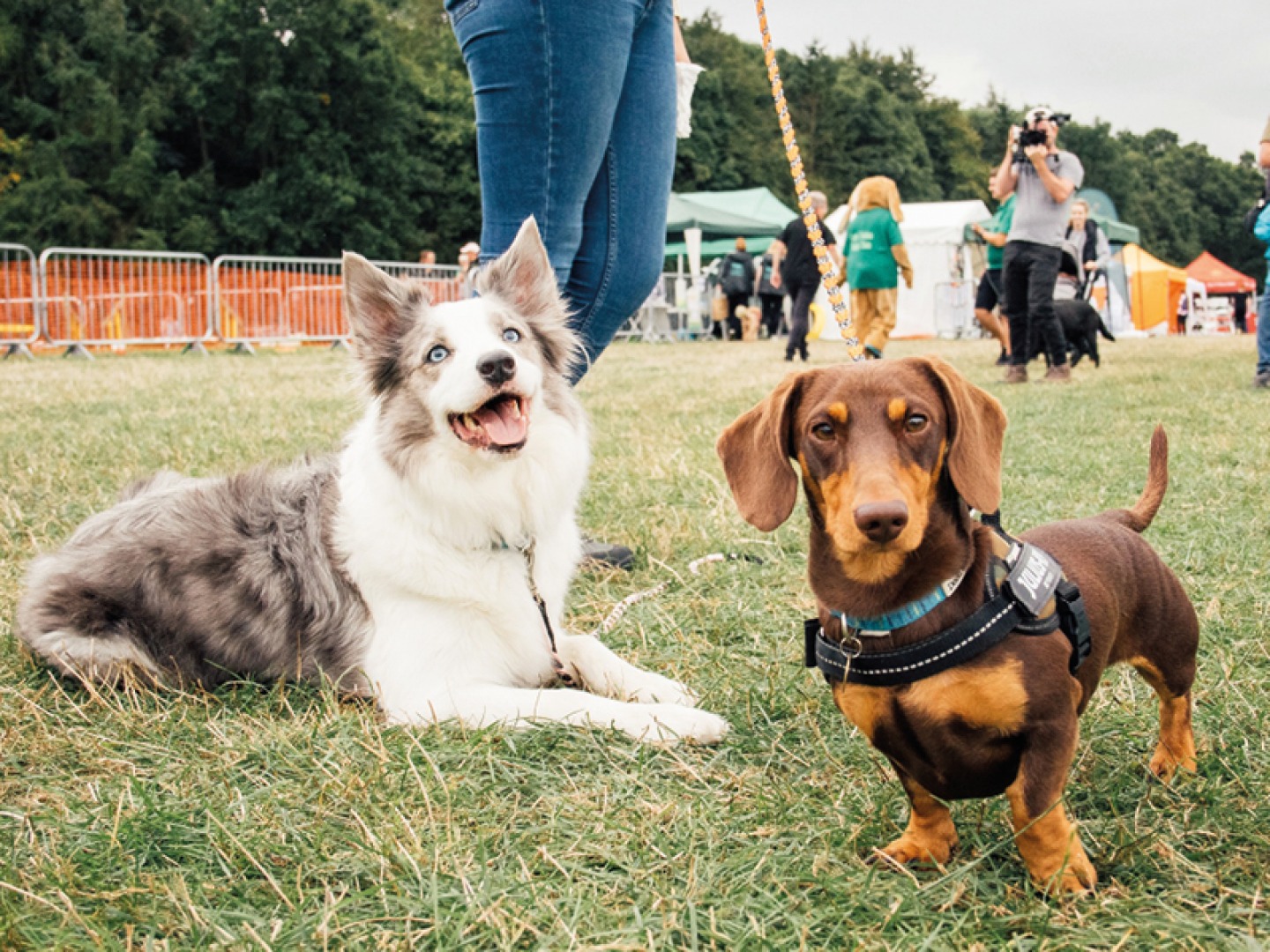 Dogs with owner