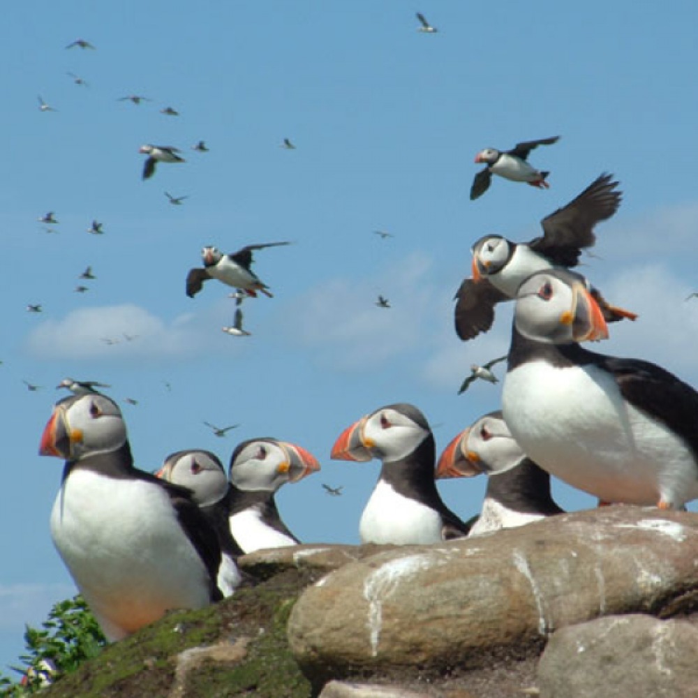 Amble Puffin Festival