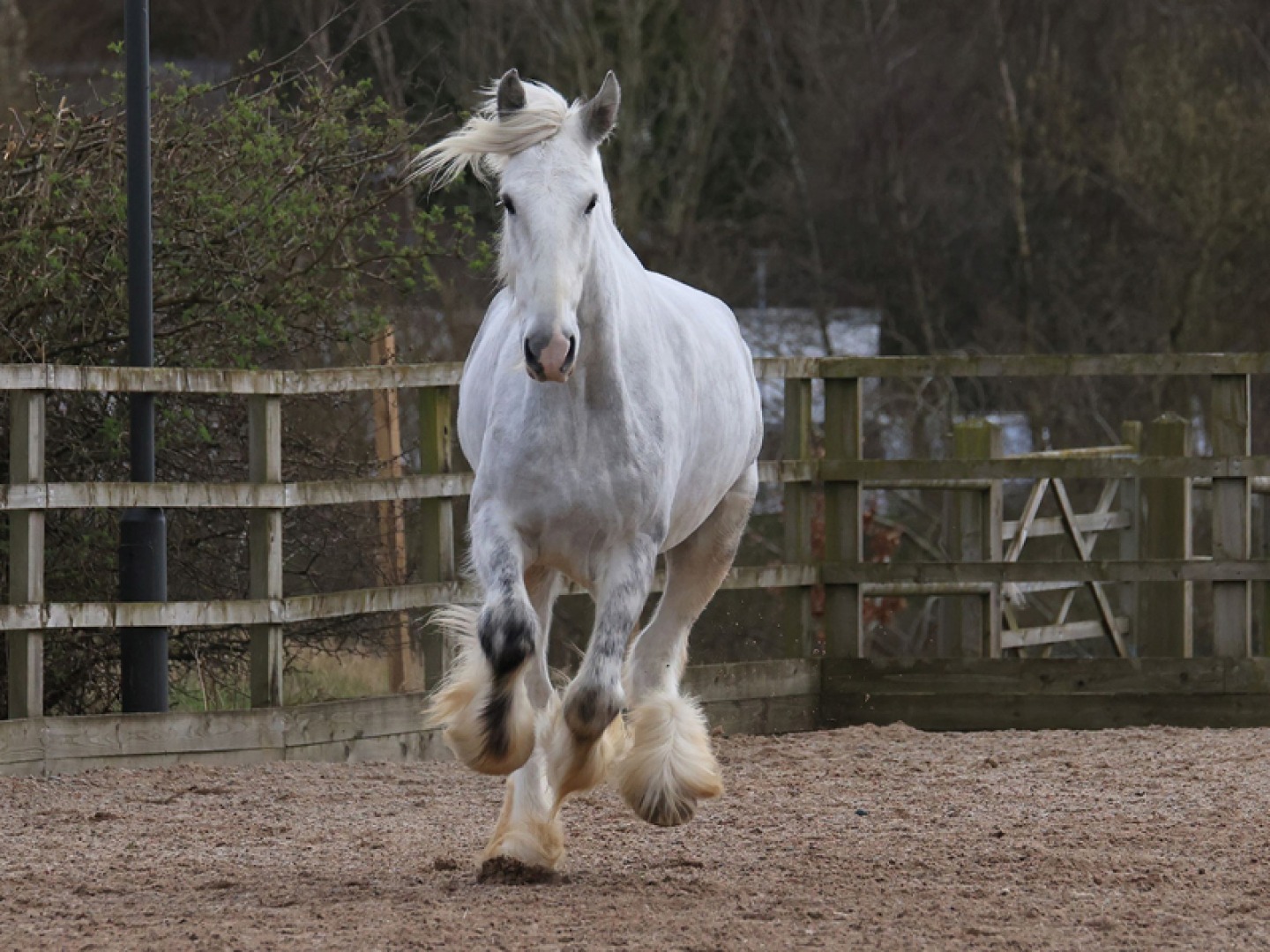 Cosmo, a majestic rare breed horse who is the newest cast member at the award-winning Kynren