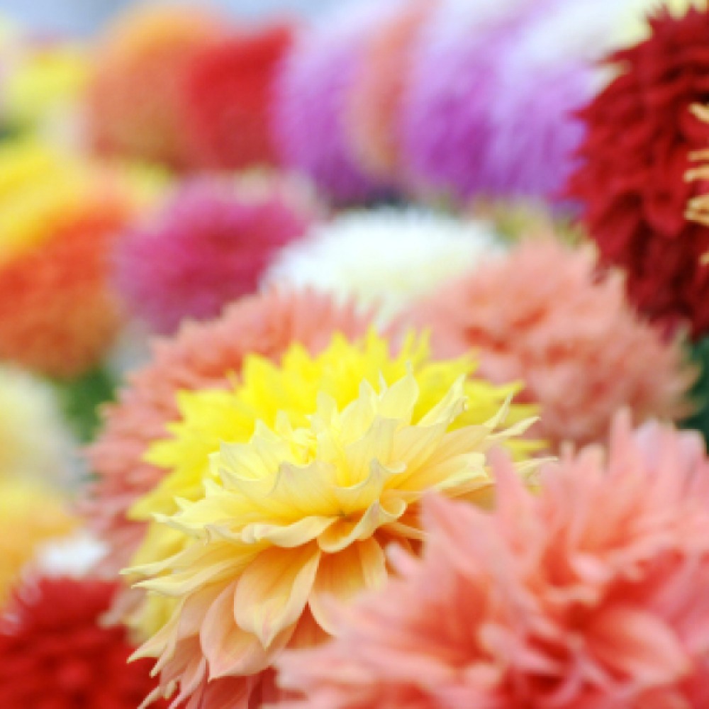 Harrogate Autumn Flower Show