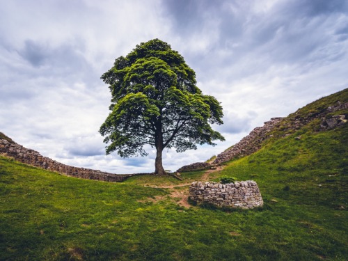 Discover the New Exhibit Honouring the Sycamore Gap Tree