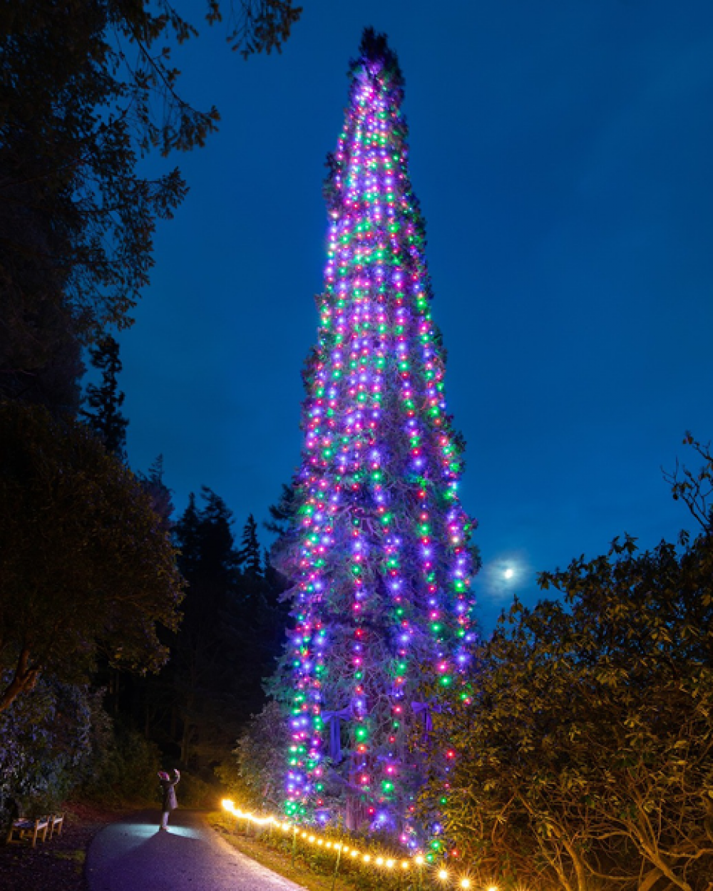 World's Tallest Bedded Christmas Tree 