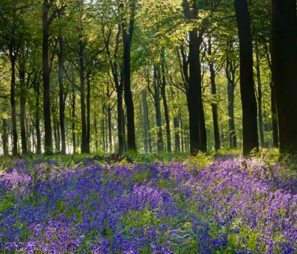 A Guided Bluebell Walk