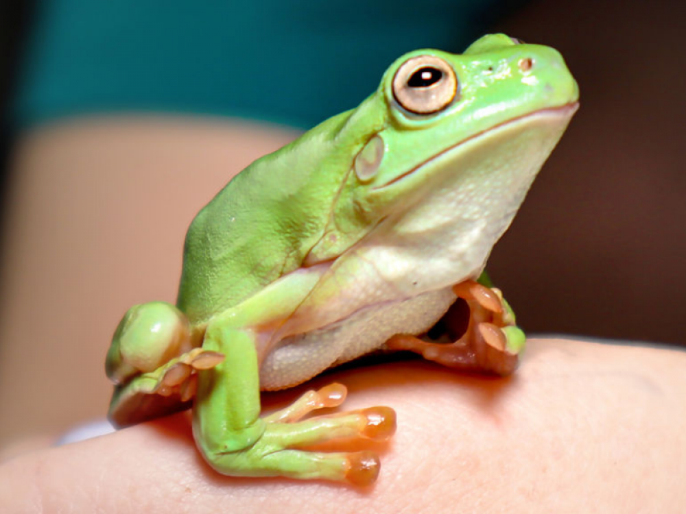 ZooLab