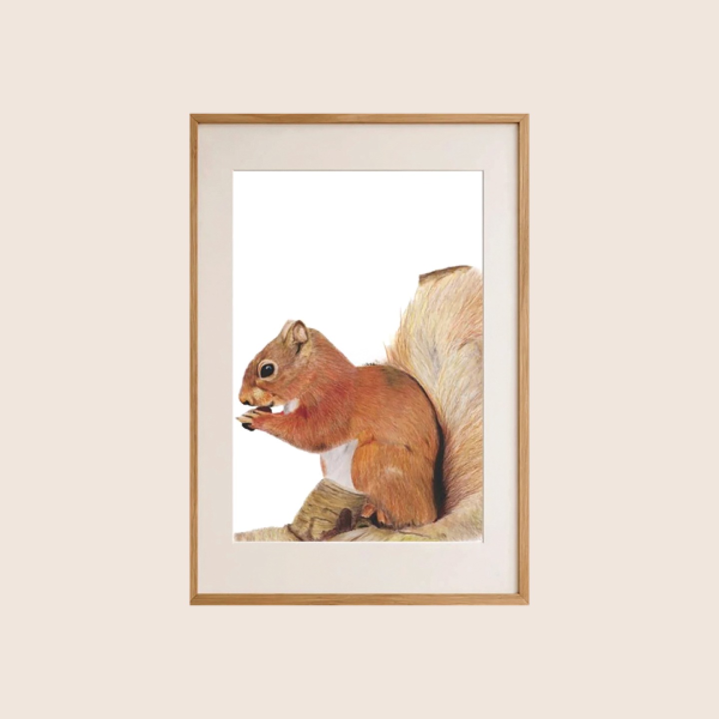 Red Squirrel coloured pencil drawing print,
