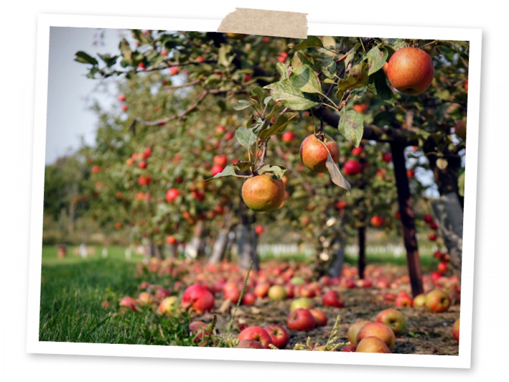 Apple trees