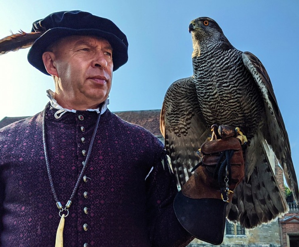 Tudor Goshawk