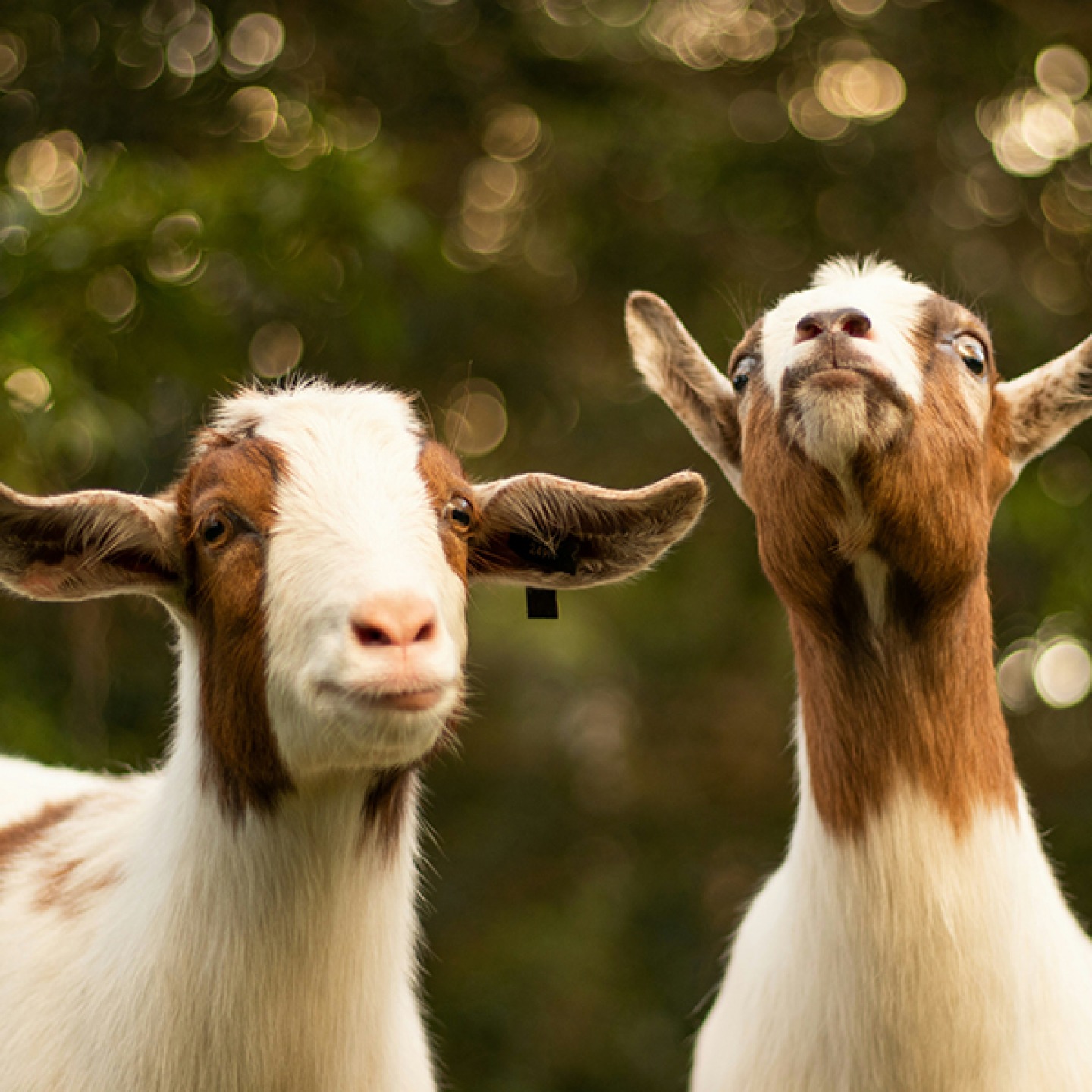 Walking The Goats Valentine’s Special