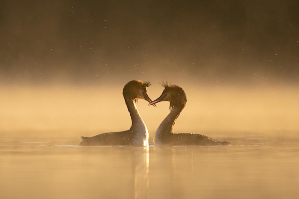 Love Birds