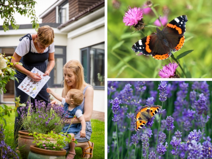 The Big Butterfly Count