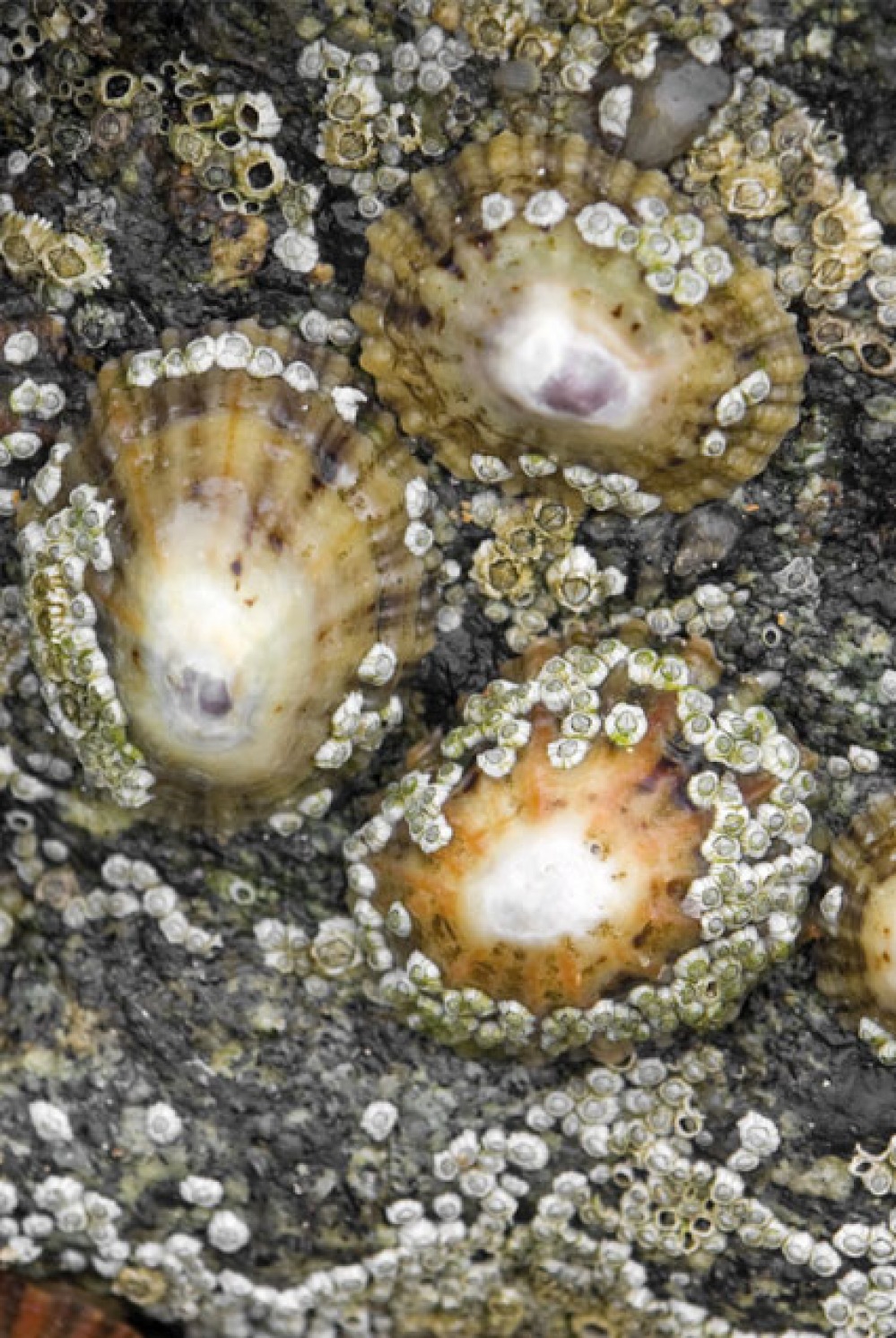 Barnacles