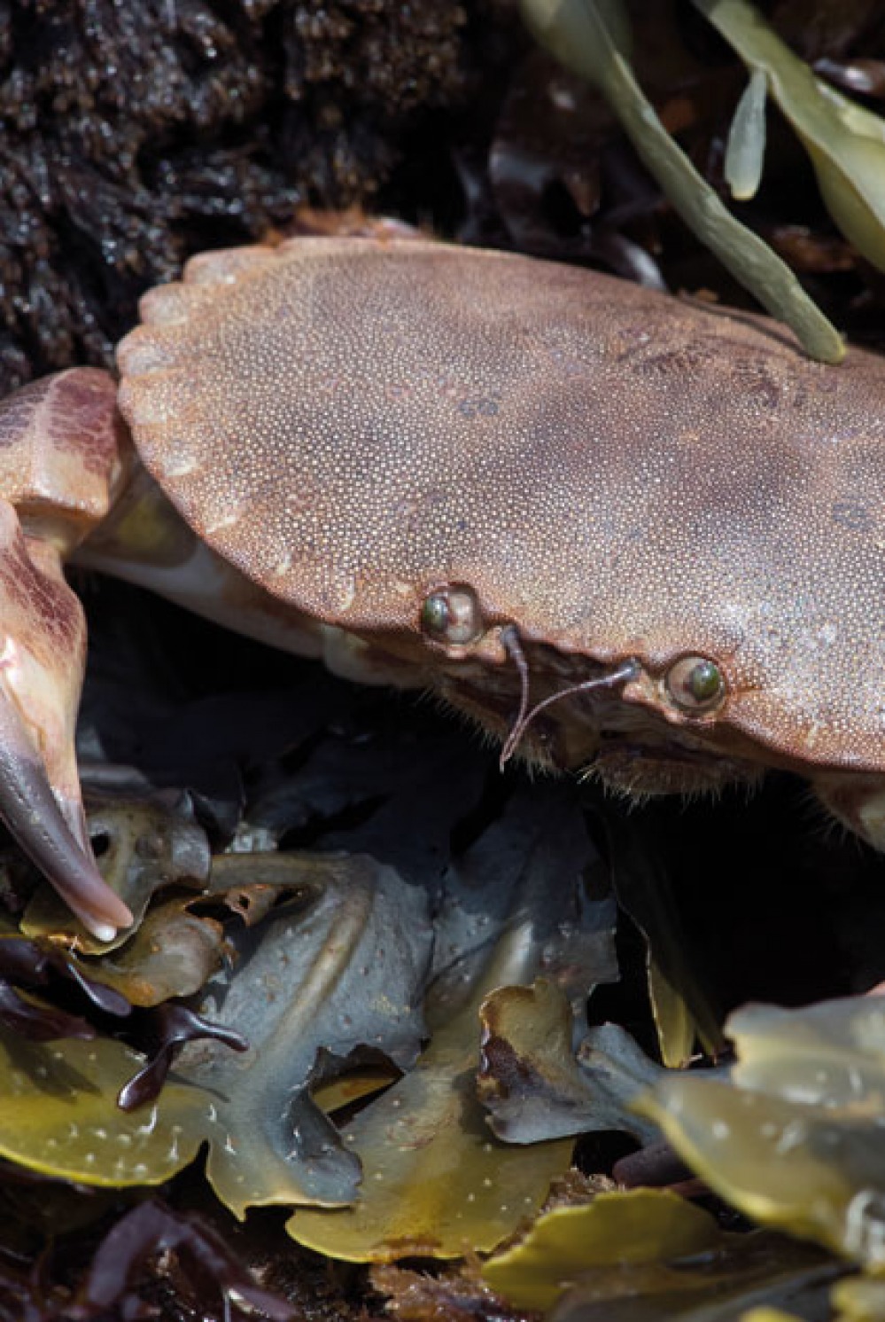 Crab