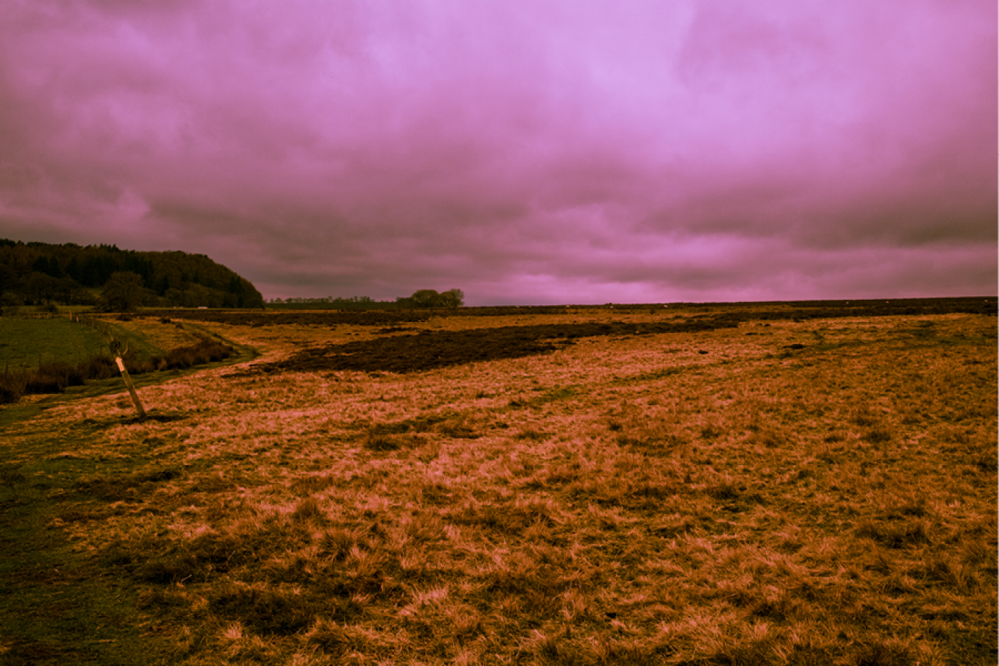 ©Rimell Terra Incognita - Rose Tinted Moors